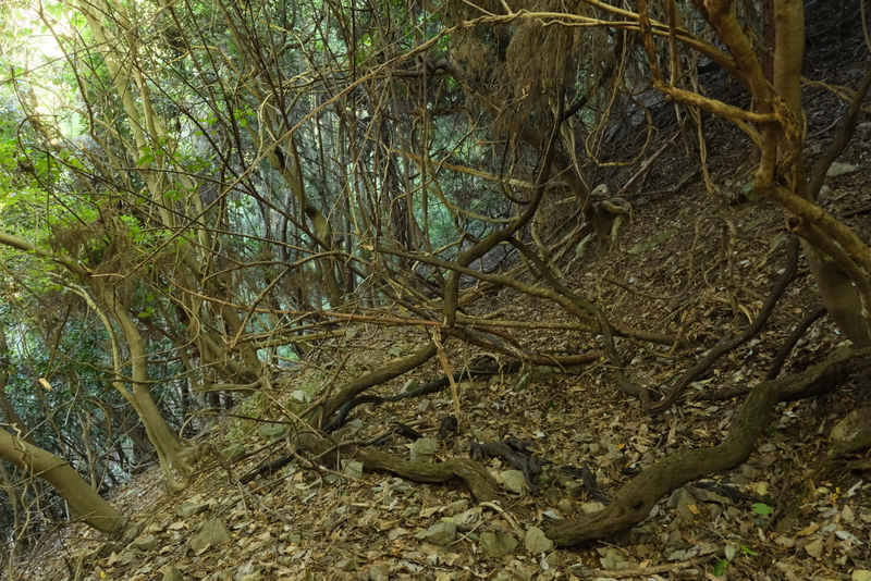 画像の説明 画像の説明