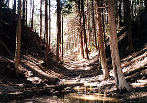 蓮根峠・北側より