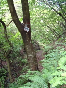 分岐の看板