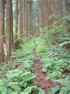 西杉峠西側