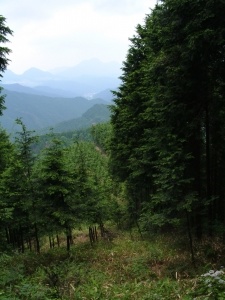 白髪峠道