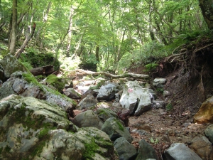 白瀬峠・茨川側