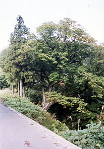 栃の木峠の栃の木