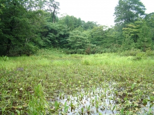 山中峠道